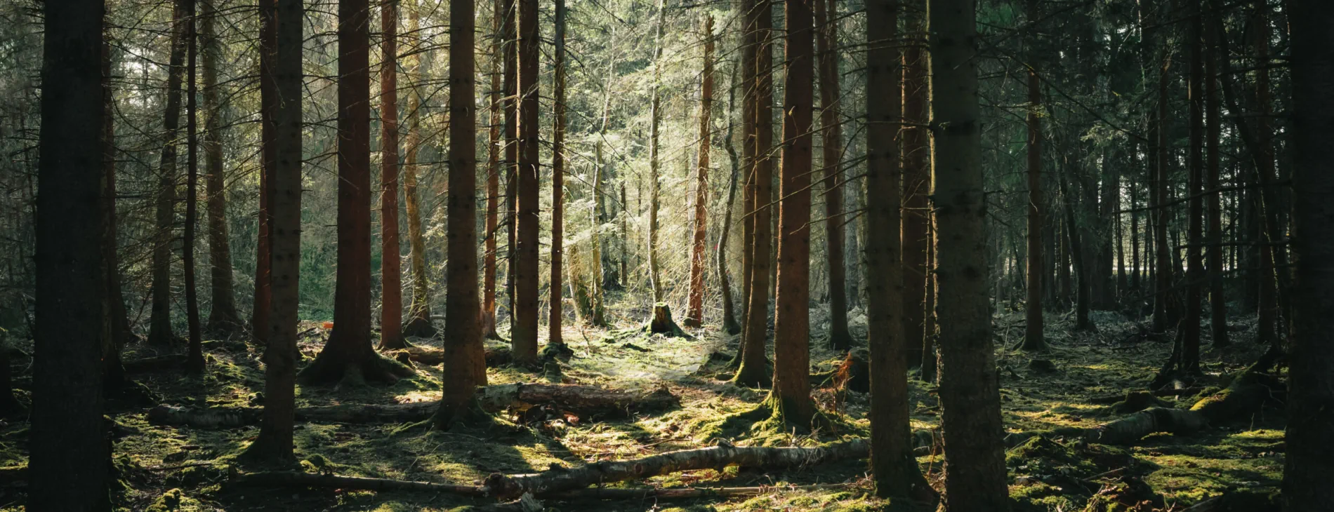 A photo of a forest, taken from ground level showing tree trunks